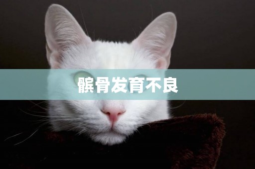 髕骨發育不良