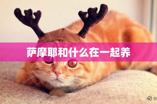 薩摩耶和什么在一起養