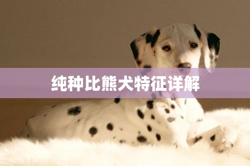 純種比熊犬特征詳解