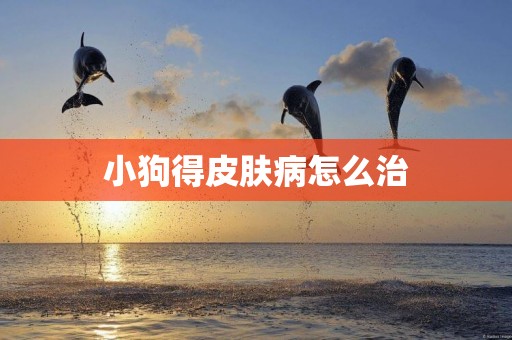 小狗得皮膚病怎么治