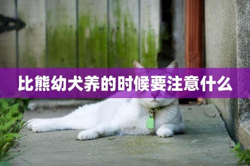 比熊幼犬養的時候要注意什么