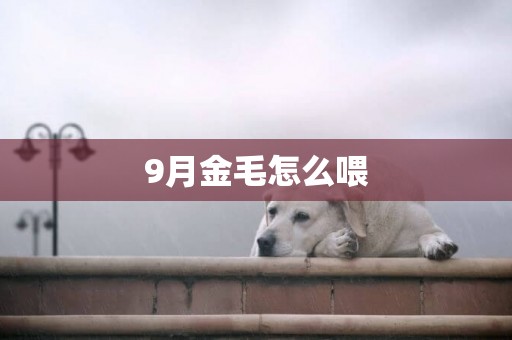 9月金毛怎么喂