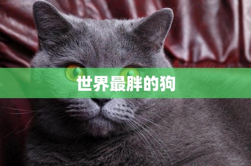 世界最胖的狗