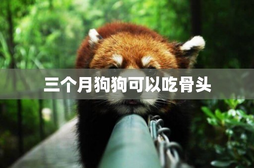 三個月狗狗可以吃骨頭