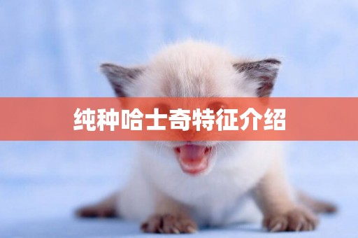 純種哈士奇特征介紹