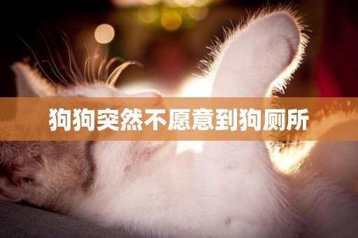 狗狗突然不愿意到狗廁所