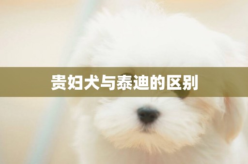 貴婦犬與泰迪的區別
