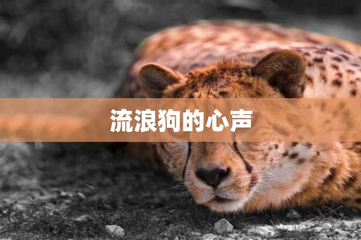 流浪狗的心聲