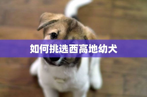 如何挑選西高地幼犬