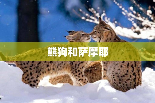 熊狗和薩摩耶