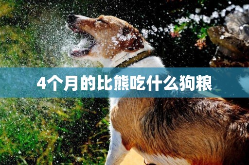 4個月的比熊吃什么狗糧