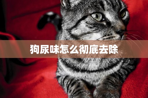 狗尿味怎么徹底去除