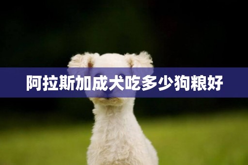 阿拉斯加成犬吃多少狗糧好