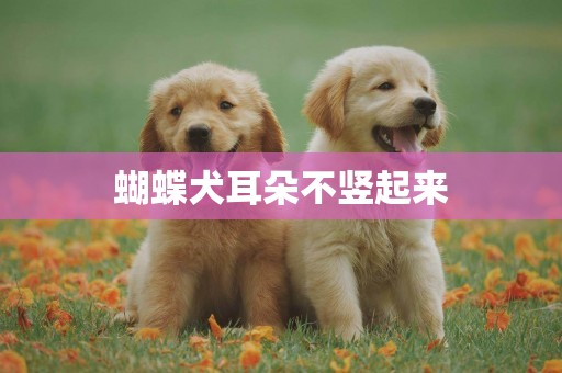 蝴蝶犬耳朵不豎起來