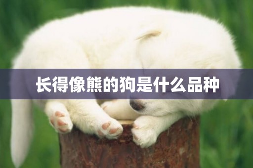 長得像熊的狗是什么品種