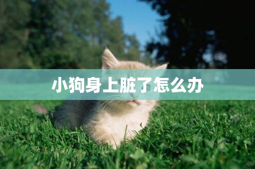 小狗身上臟了怎么辦