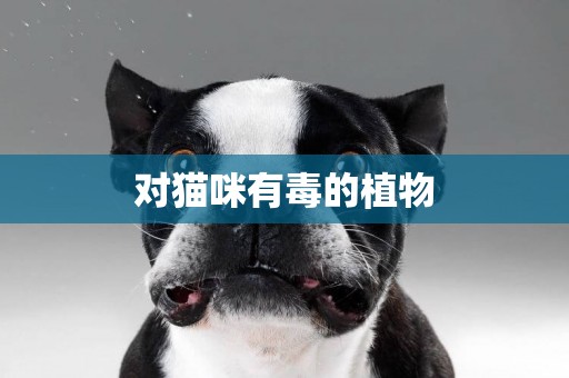 對貓咪有毒的植物