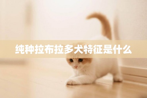 純種拉布拉多犬特征是什么