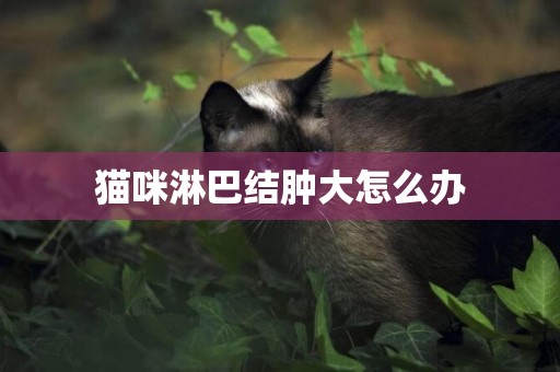 貓咪淋巴結腫大怎么辦