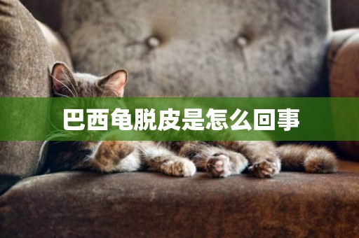 巴西龜脫皮是怎么回事