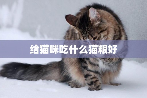 給貓咪吃什么貓糧好