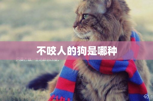 不咬人的狗是哪種