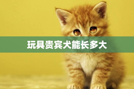 玩具貴賓犬能長多大