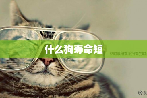 什么狗壽命短