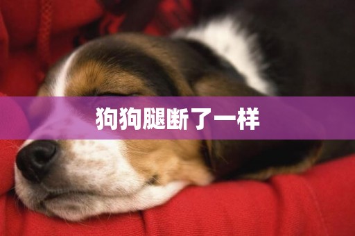 狗狗腿斷了一樣