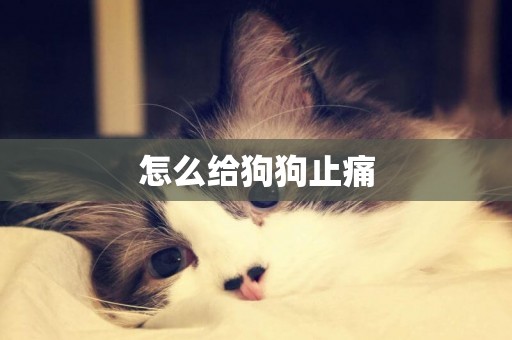 怎么給狗狗止痛