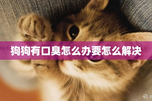 狗狗有口臭怎么辦要怎么解決