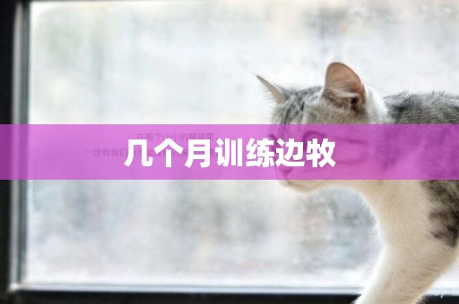 幾個月訓練邊牧