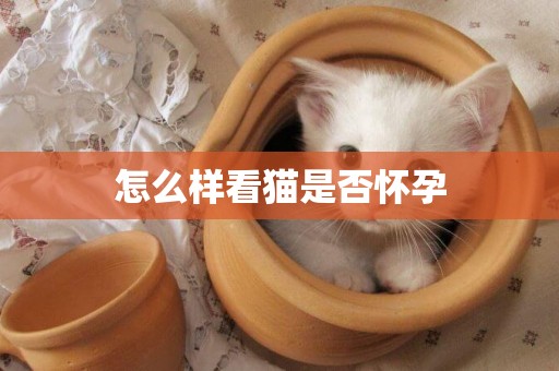 怎么樣看貓是否懷孕