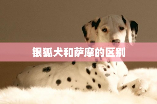 銀狐犬和薩摩的區別