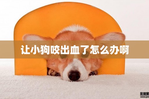 讓小狗咬出血了怎么辦啊