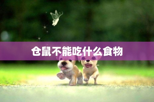 倉鼠不能吃什么食物