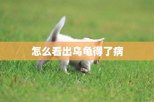 怎么看出烏龜得了病