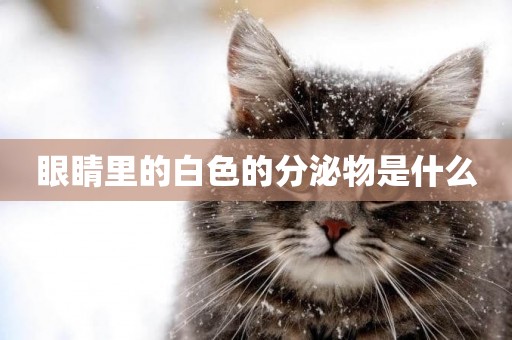 眼睛里的白色的分泌物是什么