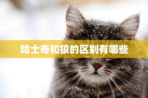 哈士奇和狼的區別有哪些
