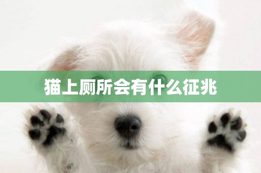 貓上廁所會有什么征兆