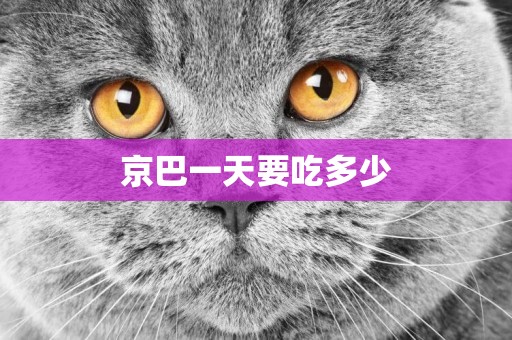 京巴一天要吃多少