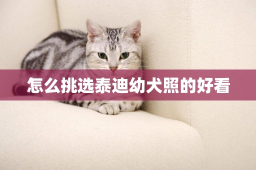 怎么挑選泰迪幼犬照的好看