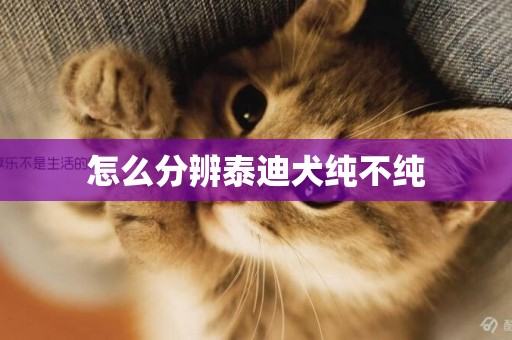 怎么分辨泰迪犬純不純