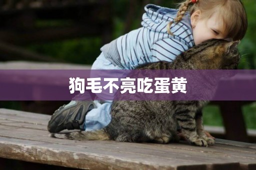狗毛不亮吃蛋黃