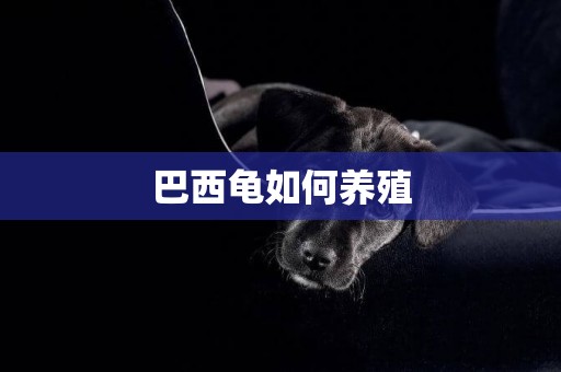 巴西龜如何養殖