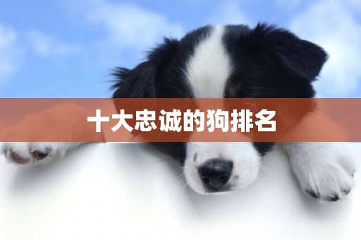 十大忠誠的狗排名