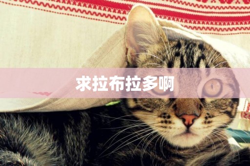 求拉布拉多啊