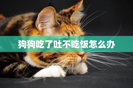 狗狗吃了吐不吃飯怎么辦