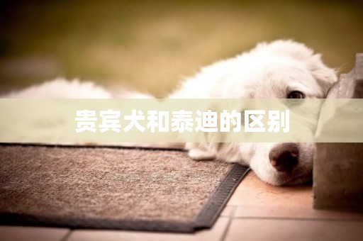 貴賓犬和泰迪的區別