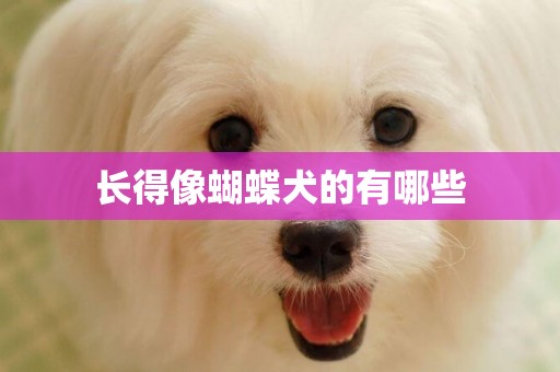 長得像蝴蝶犬的有哪些